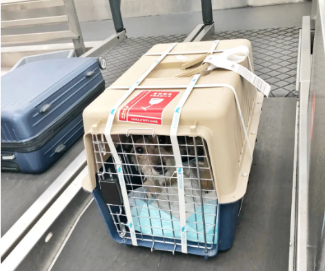 怀化宠物托运 宠物托运公司 机场宠物托运 宠物空运